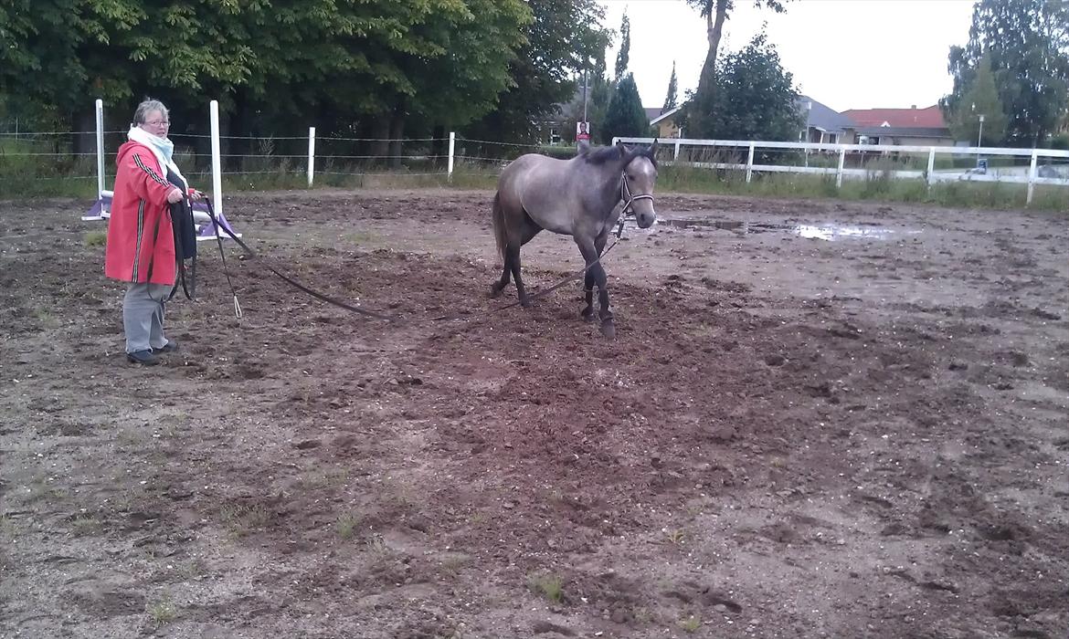 Anden særlig race Basim Bum Bum Solgt :'( - I longen billede 7