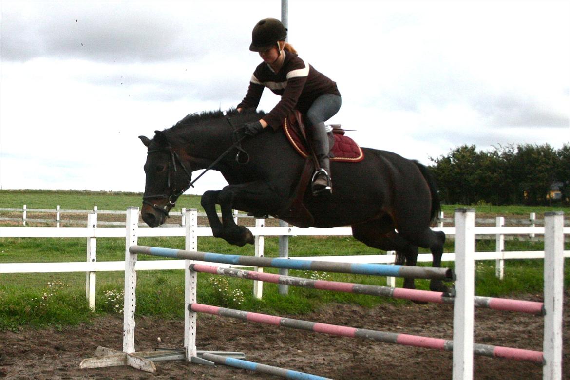 New Forest Elmholts Monique - Velkommen til Moniques profil! :) billede 1