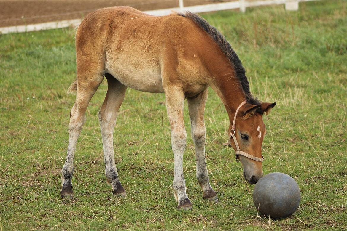 Anden særlig race Frk. Nitus billede 8