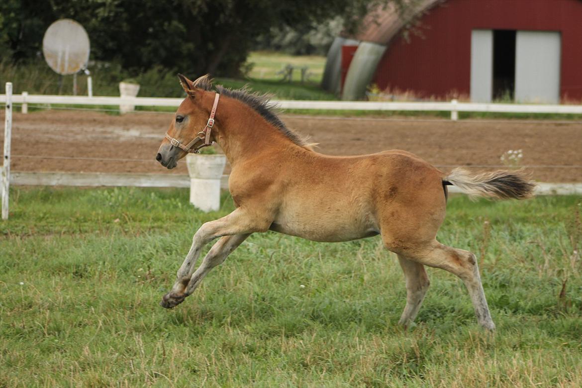 Anden særlig race Frk. Nitus billede 9