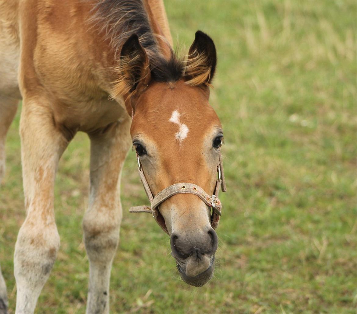 Anden særlig race Frk. Nitus billede 10
