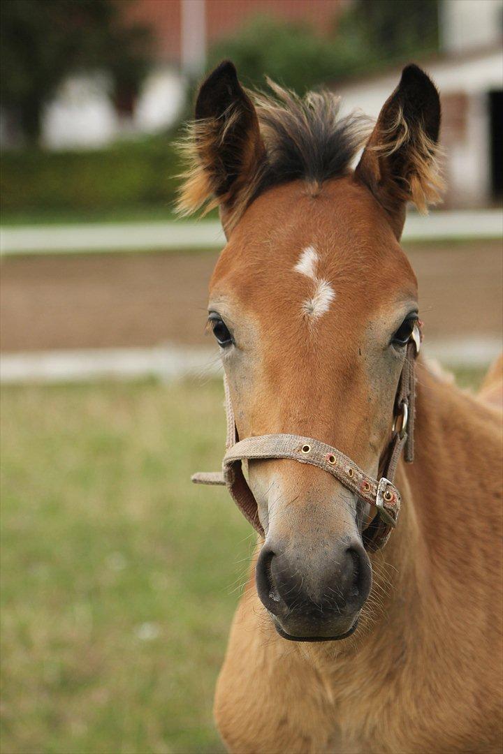 Anden særlig race Frk. Nitus billede 11