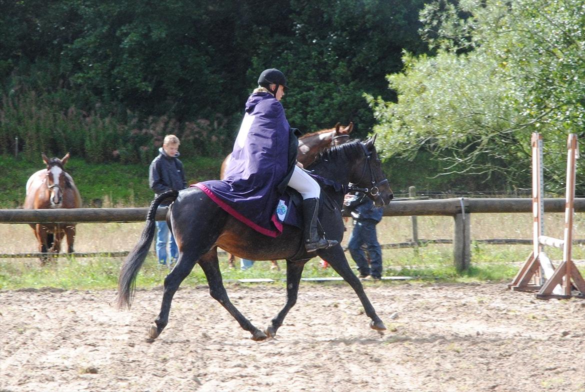 New Forest Elmholts Monique - Kostumespringning i STR billede 3