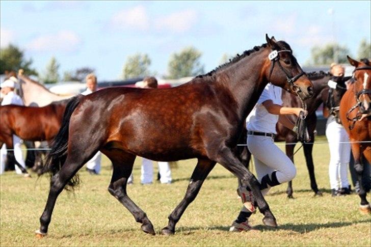 New Forest Elmholts Monique - Aulum Dyrskue 2011 billede 4