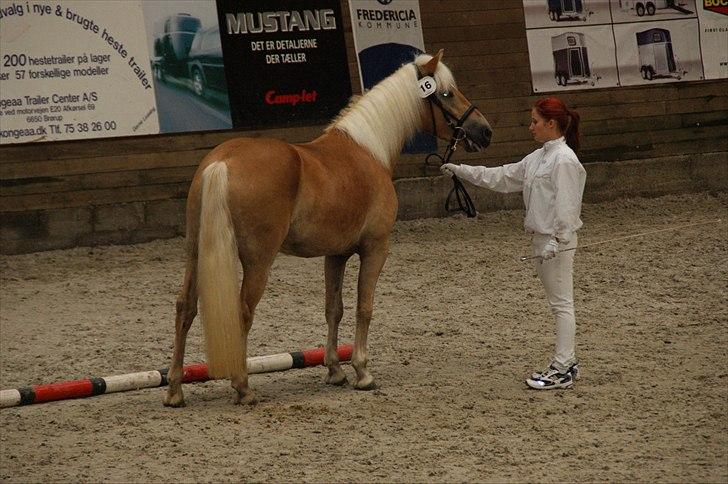 Tyroler Haflinger Golden Hour Stald Friis - Golden til kåring år 2011 billede 4