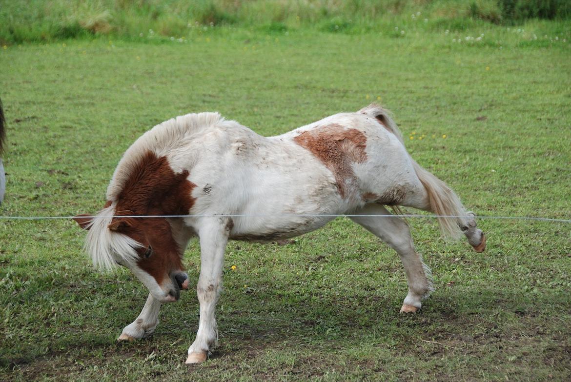 Shetlænder Vaseli´s Sigurt - Sigsurs <3 - September 2011
" Uhhh skal lige strække mig " billede 14