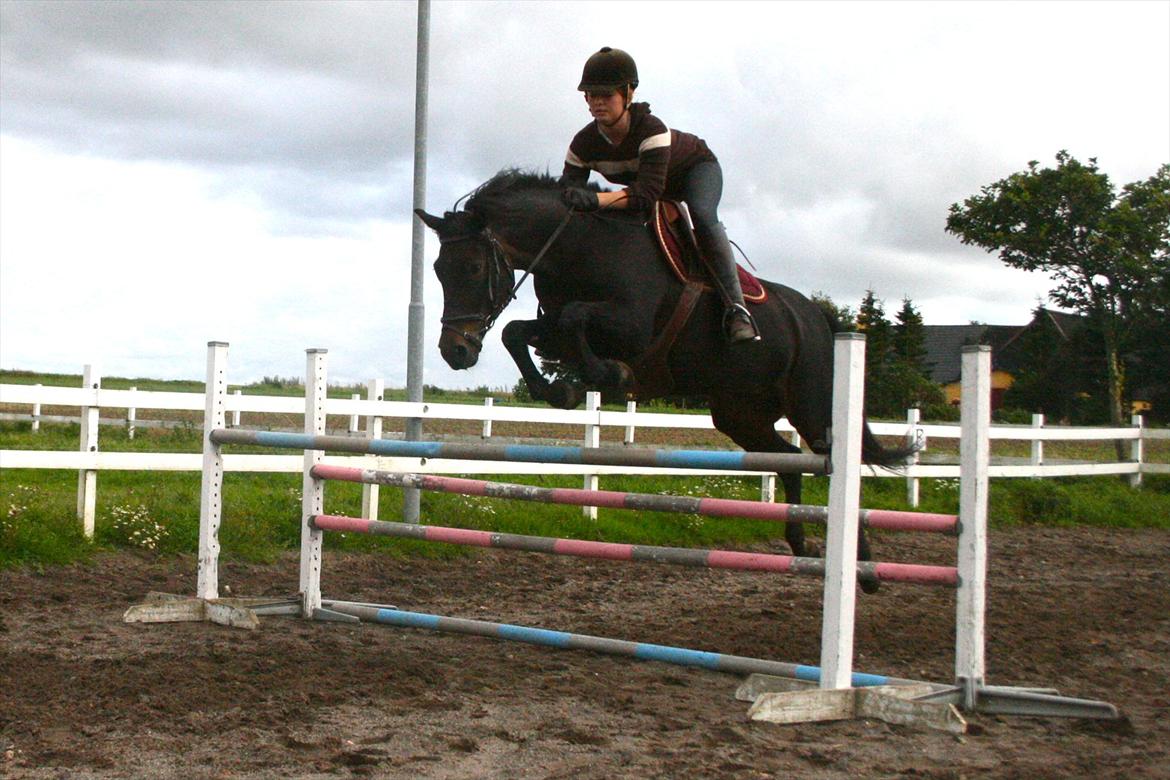 New Forest Elmholts Monique - Springning :D billede 7