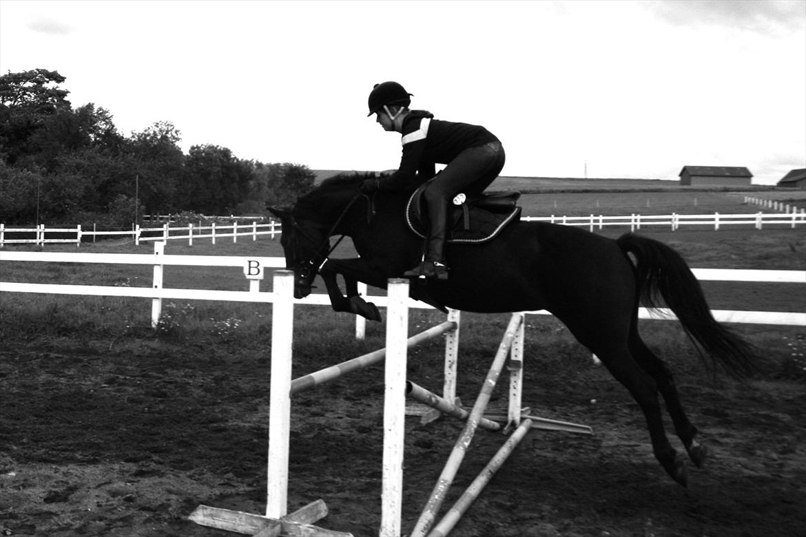 New Forest Elmholts Monique - Mere springning :) billede 8