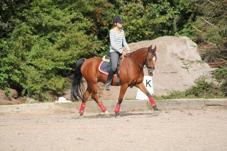 DSP Passion * Palle* - 01-09-11 billede 17