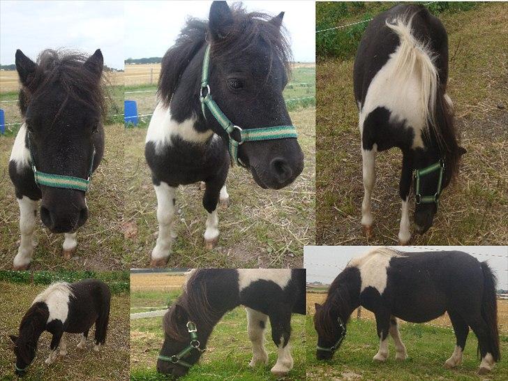 Shetlænder Thorsvang´s Samson billede 8