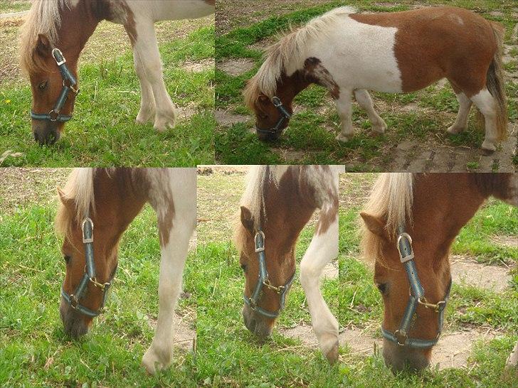 Shetlænder Thorsvang´s Tut - tut billede 6