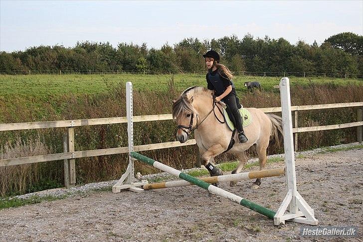 Fjordhest Maltus! * SOLGT* <3 - Spring <3 billede 19