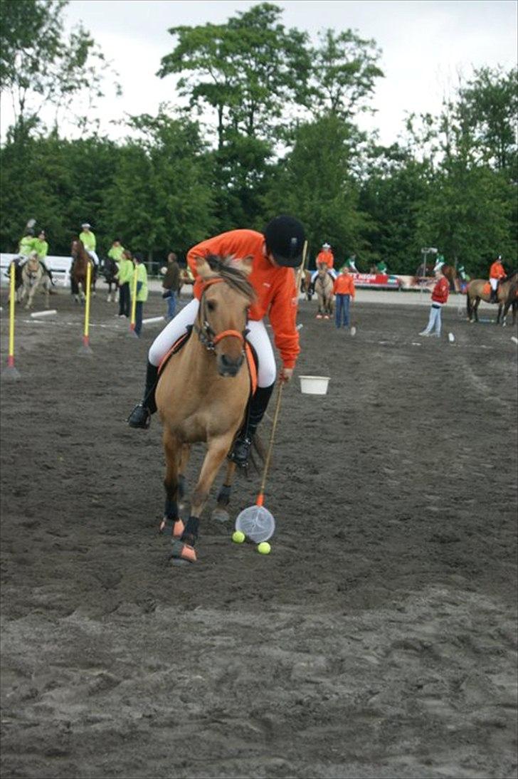 Anden særlig race Emma - Emma til Landsfinalerne 2011 - Fiskeleg billede 17