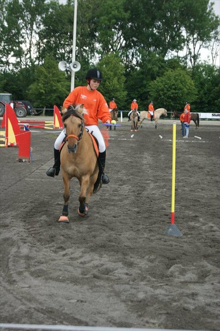 Anden særlig race Emma - Emma til Landsfinalerne 2011 - ketcherridt billede 18