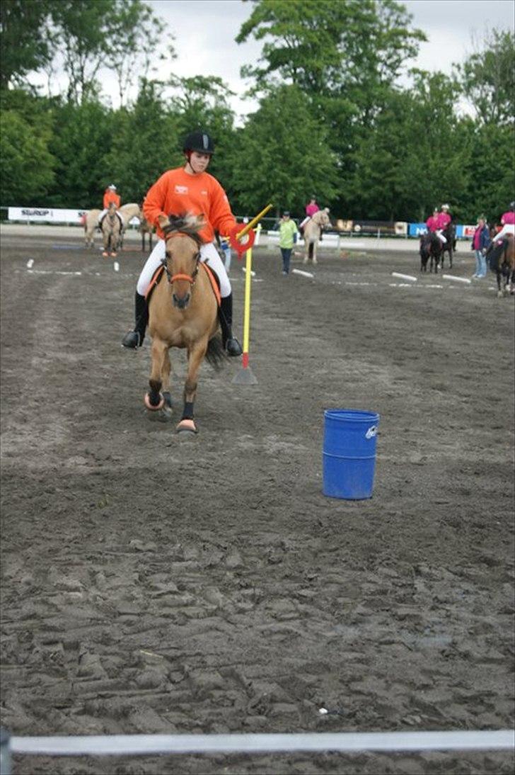 Anden særlig race Emma - Emma til Landsfinalerne 2011 - riderleg billede 19