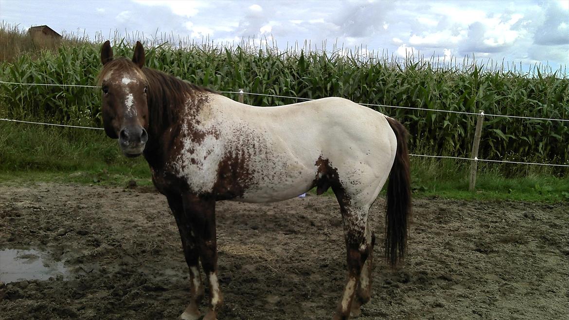 Appaloosa Such A Way - Such på ridebanen d. 2/9-11 billede 12