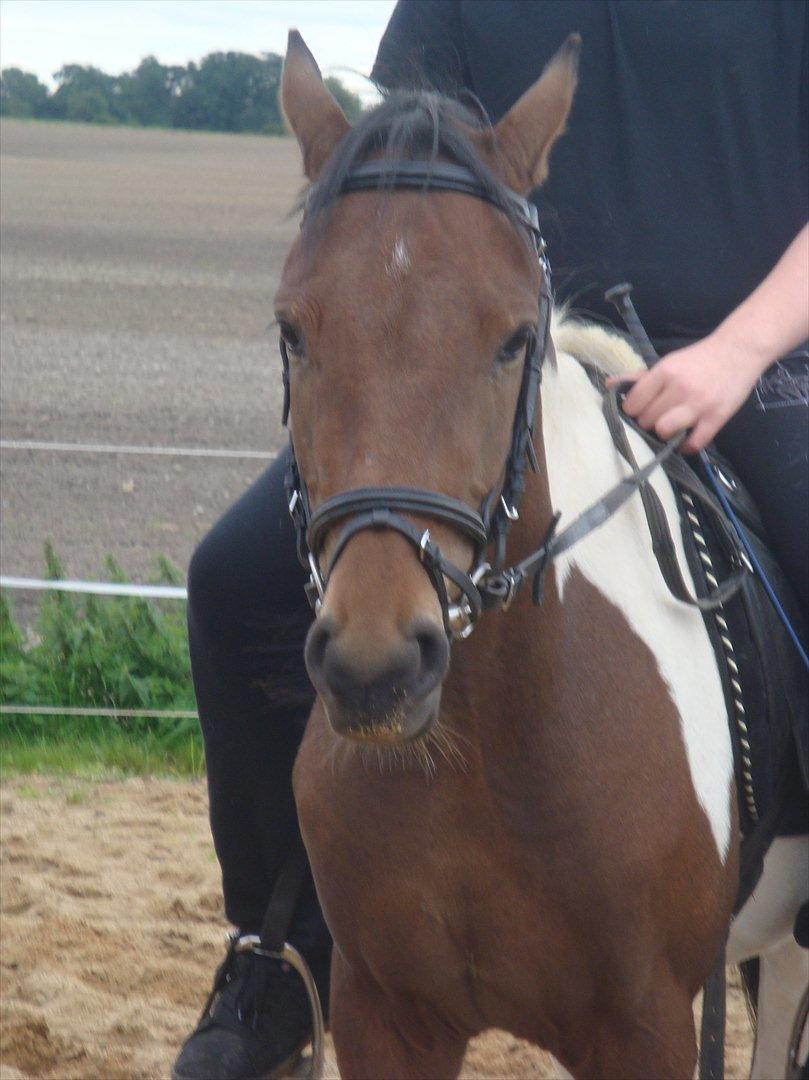Pinto Robin :-) - smukke drengen 

Foto: Far/Flemming billede 11
