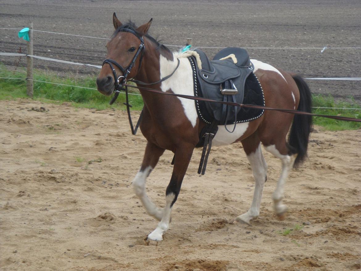 Pinto Robin :-) - Robin i longese han er så sød

Foto: Far/Flemming billede 12