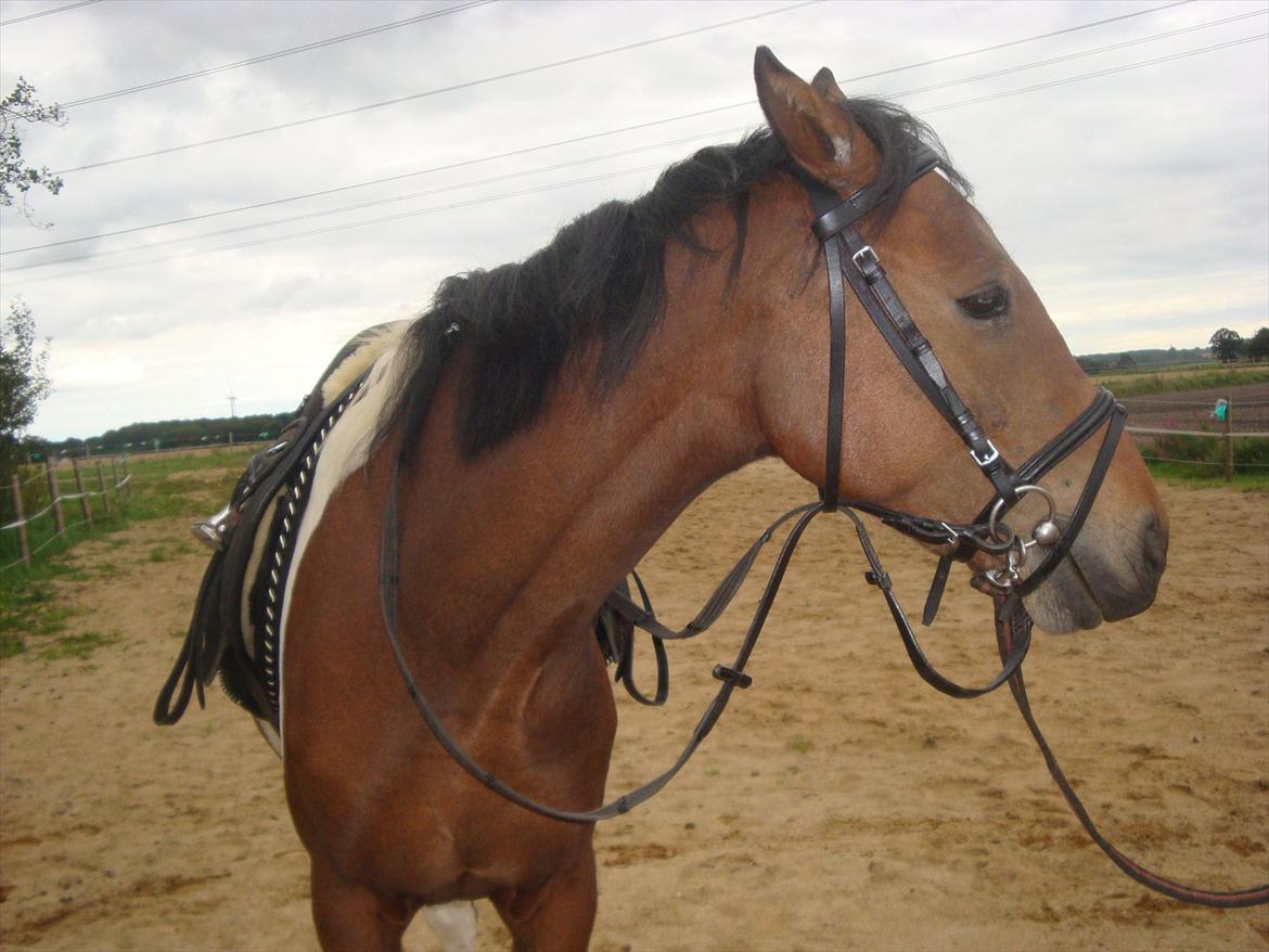 Pinto Robin :-) - smukke dreng

Foto. Far/Flemming billede 3