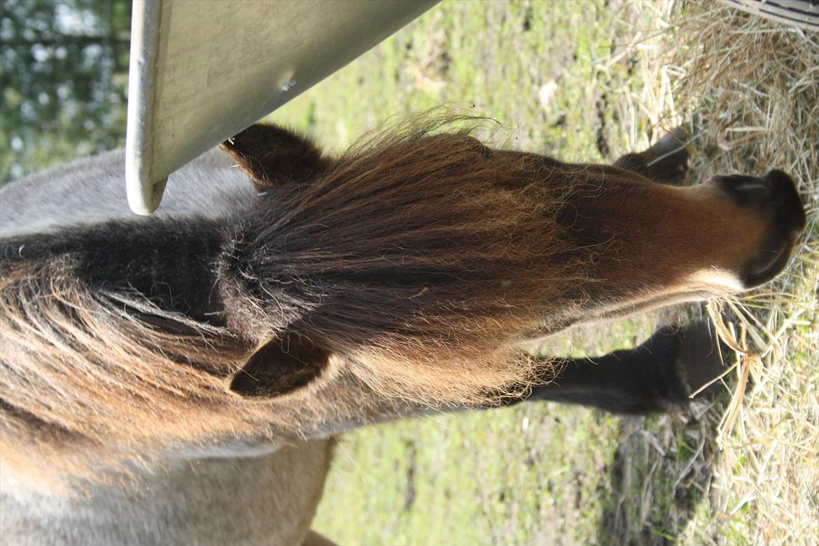 Dansk Miniature Søglimts Sniff billede 19