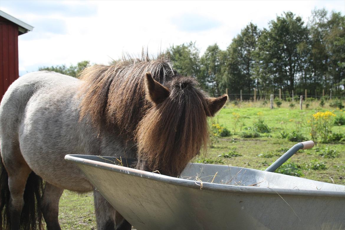 Dansk Miniature Søglimts Sniff billede 17