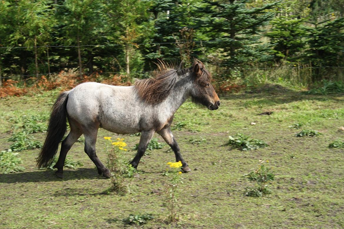 Dansk Miniature Søglimts Sniff billede 18