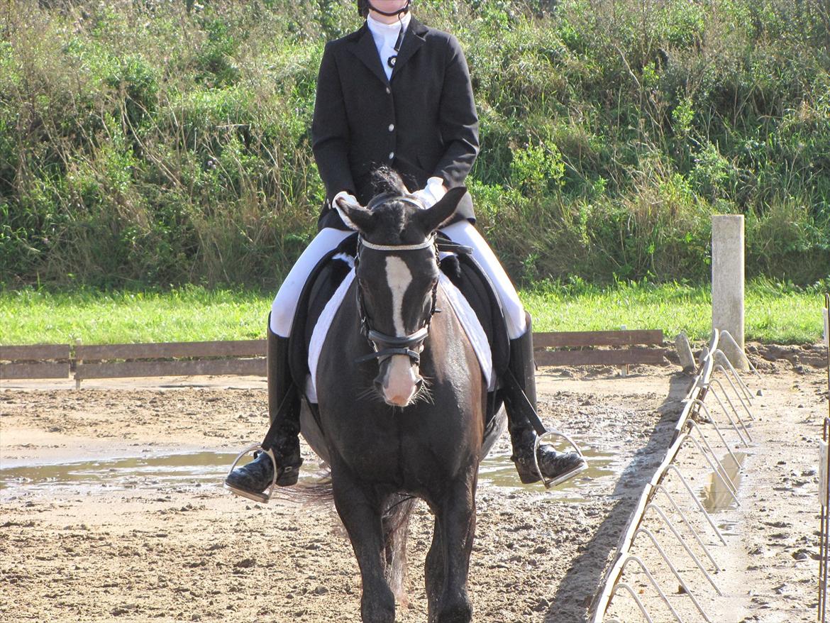 Welsh Pony (sec B) Pinoir - Stævne i Guldager
La1 65,17%- 1-plads<3<3 billede 18