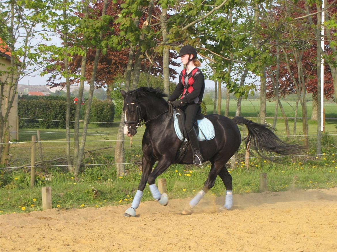 Welsh Pony (sec B) Pinoir - Mit ynglings billed ;) billede 19