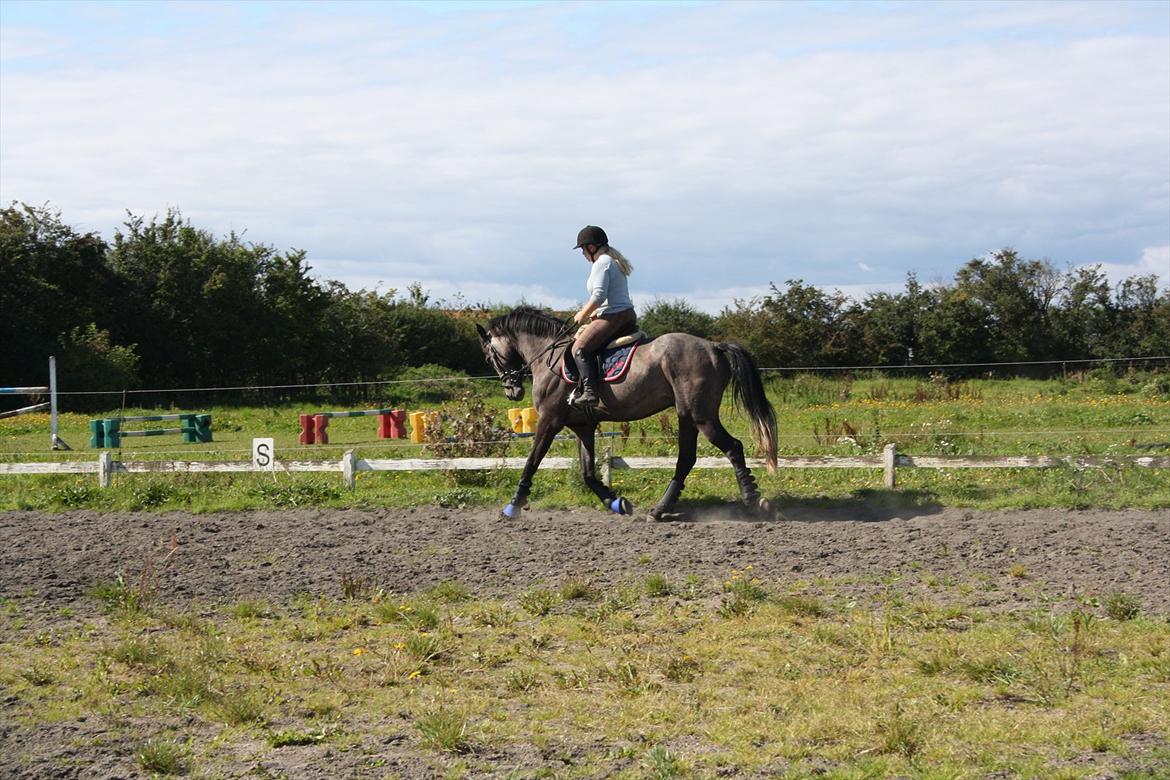 Dansk Varmblod Ny Corlinde Mario billede 7