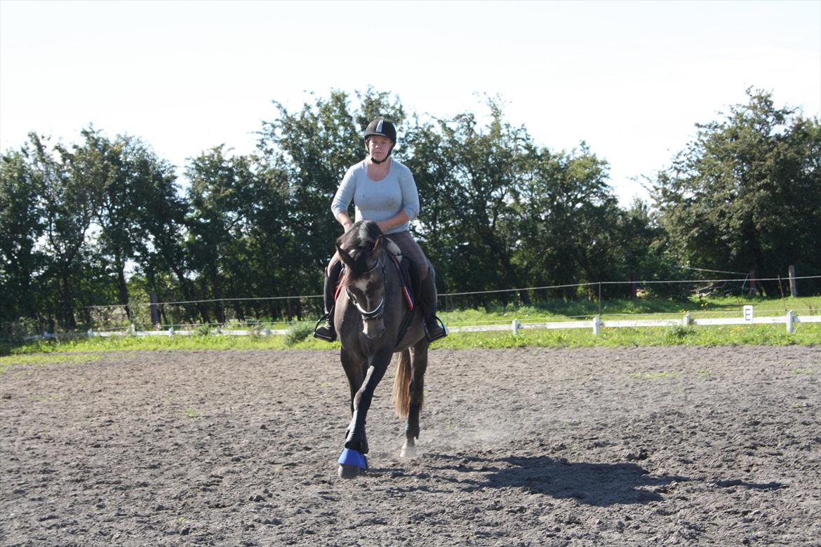 Dansk Varmblod Ny Corlinde Mario billede 5