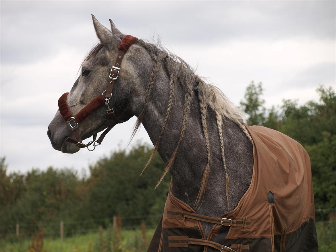 Lusitano Campeã *grand danois* billede 2