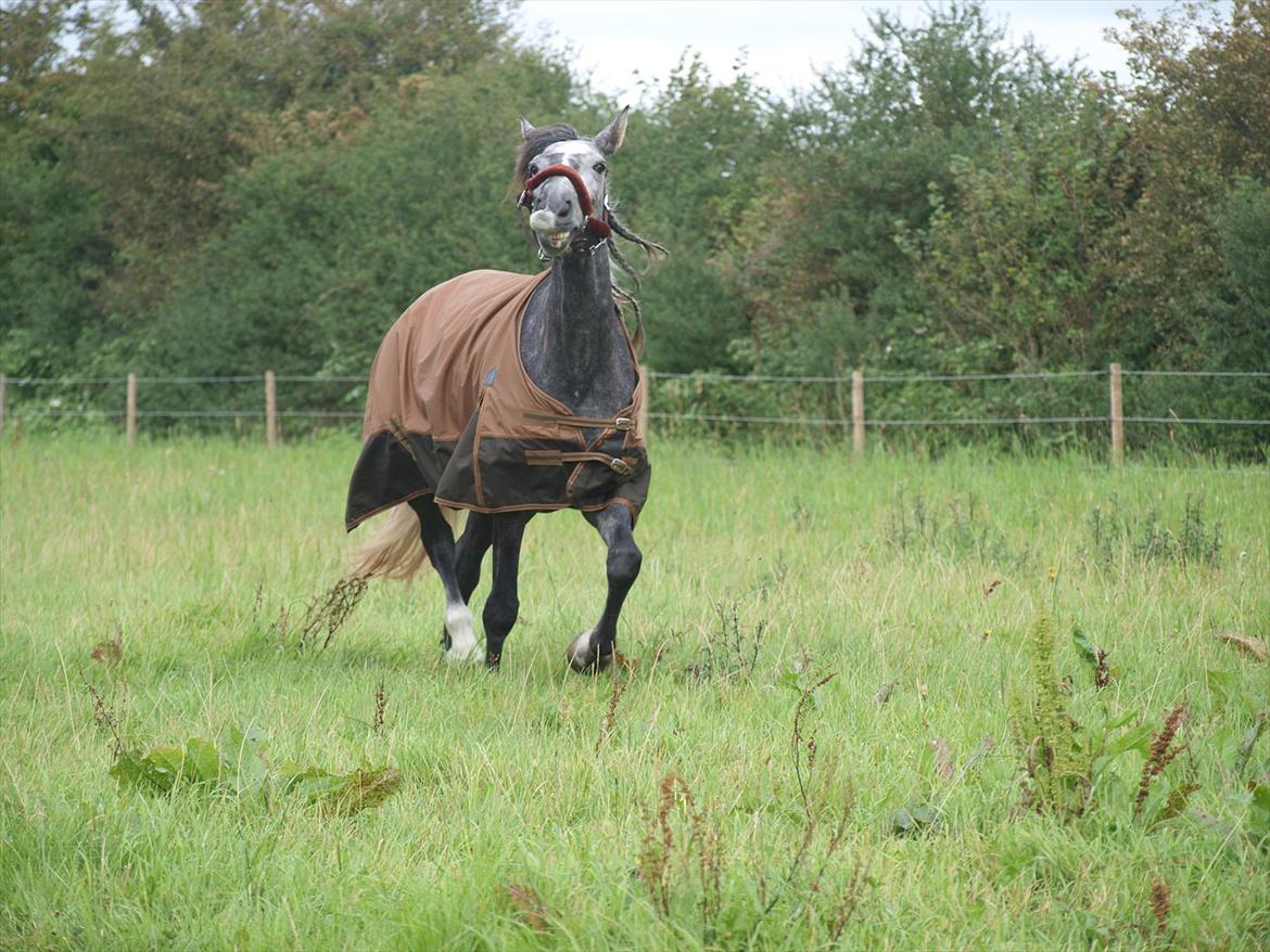 Lusitano Campeã *grand danois* billede 4