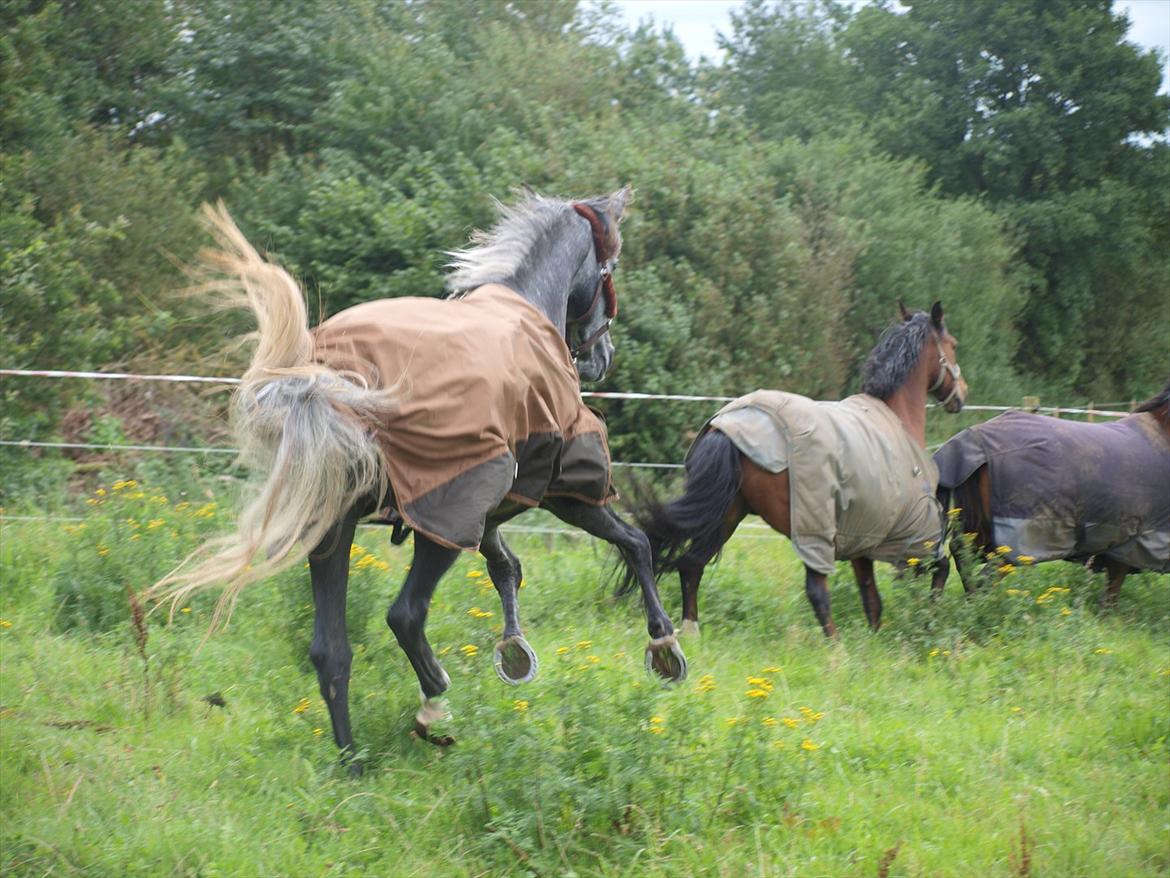 Lusitano Campeã *grand danois* billede 5