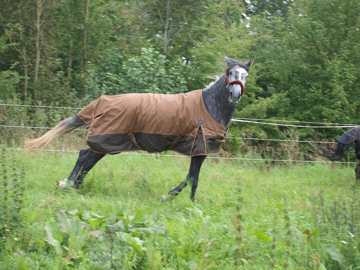 Lusitano Campeã *grand danois* billede 6