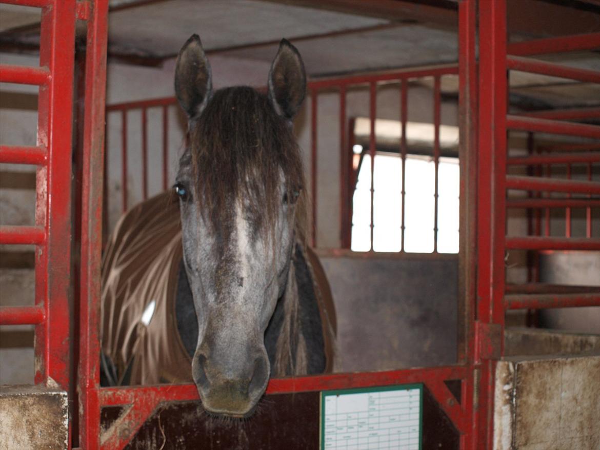 Lusitano Campeã *grand danois* billede 9