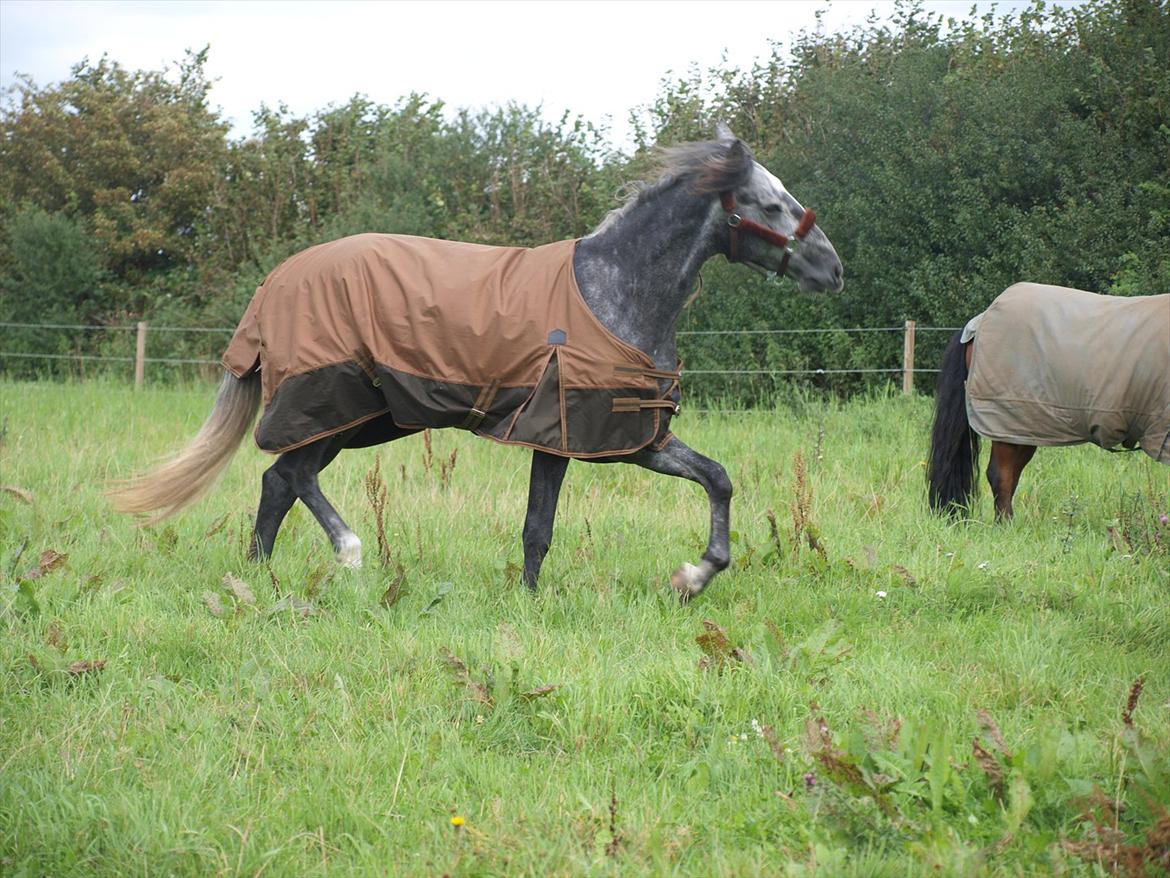 Lusitano Campeã *grand danois* billede 10