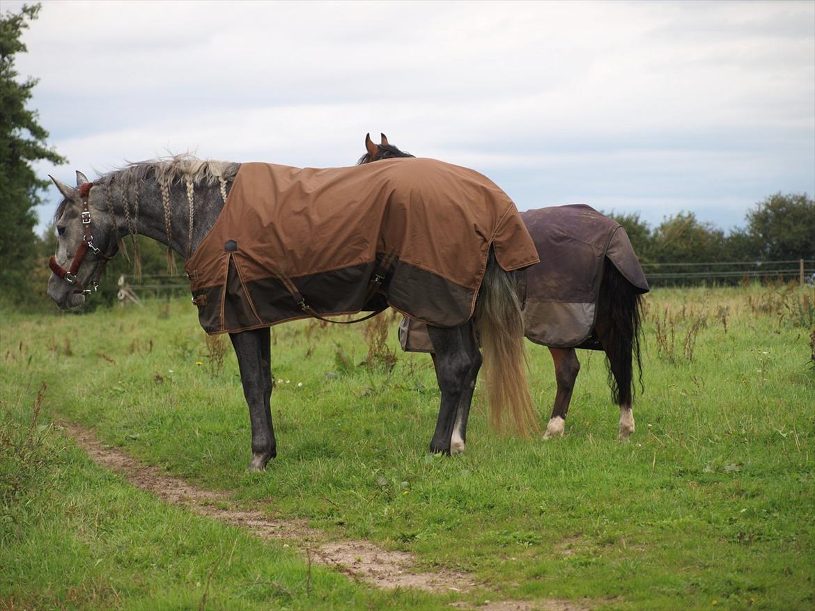 Lusitano Campeã *grand danois* billede 11