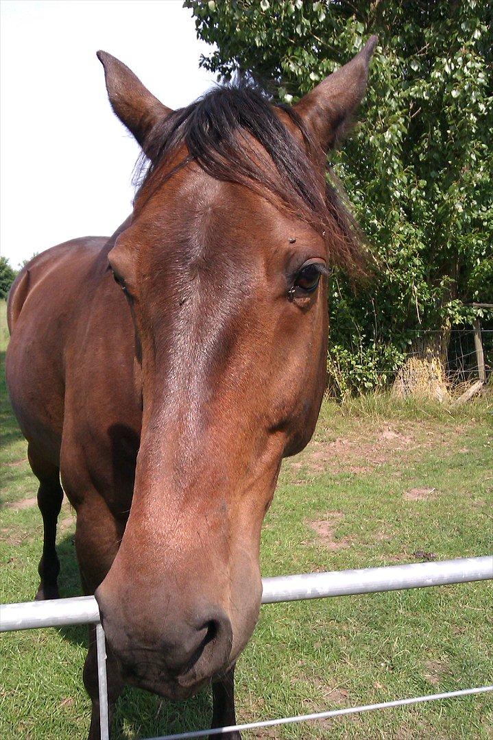 Traver Kentucky Place billede 16