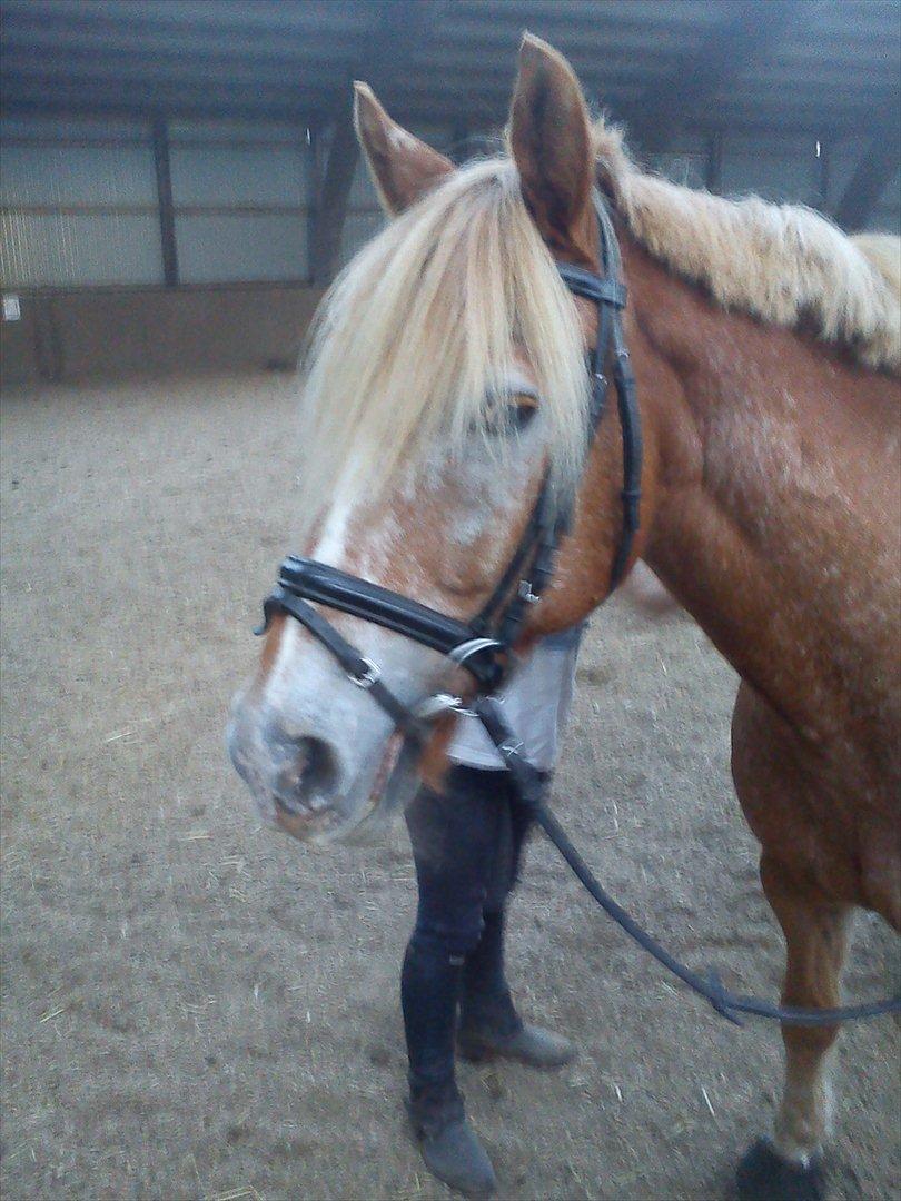 Anden særlig race just hugo forever billede 7