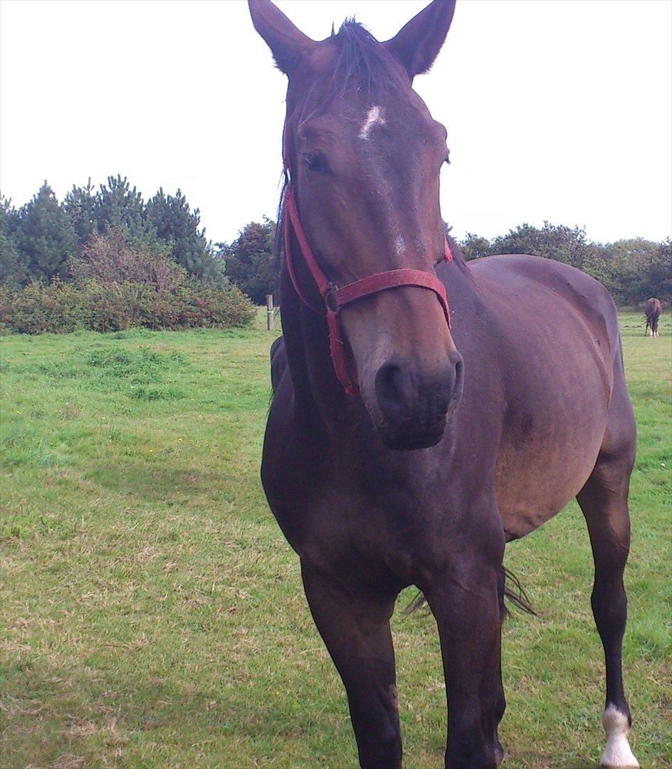 Oldenborg Damien  "sendt tilbage"  - taget den dag jeg var ude at se ham billede 1