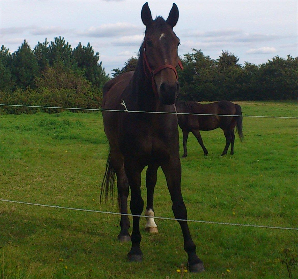 Oldenborg Damien  "sendt tilbage"  - taget første dag jeg var ude at se ham billede 2
