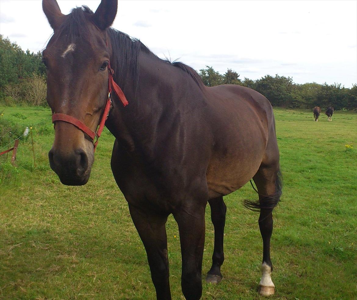 Oldenborg Damien  "sendt tilbage"  - taget første dag jeg var ude at se ham  billede 3