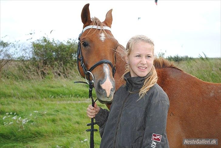 Hollandsk Sportspony Zorro VBP: <33 billede 15