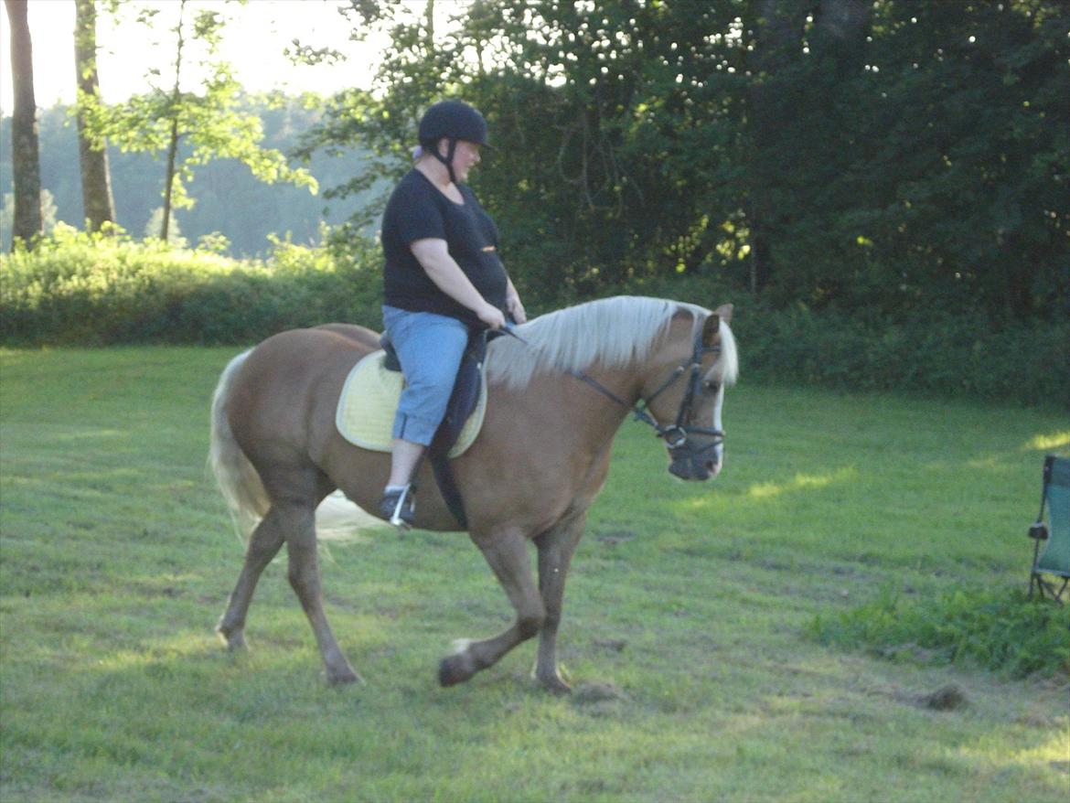 Haflinger Flikken billede 20