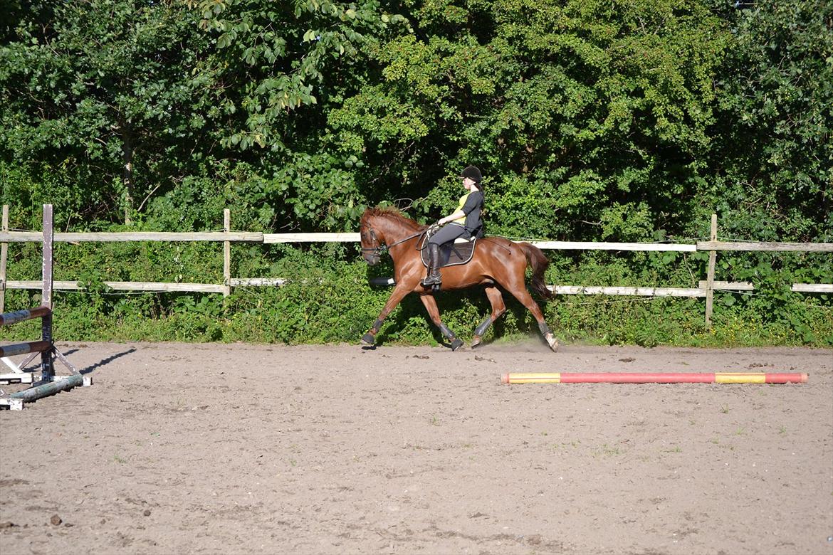 Anden særlig race Awesome Zeus(:- - Fri trav:)  billede 8