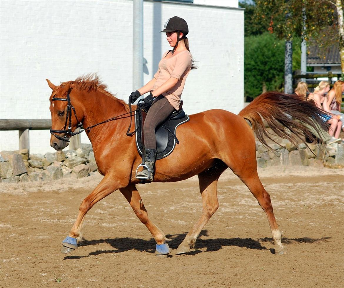 Tysk Sportspony Bacardi - BU og Bacardi - en lidt for lækker blanding <3 billede 19