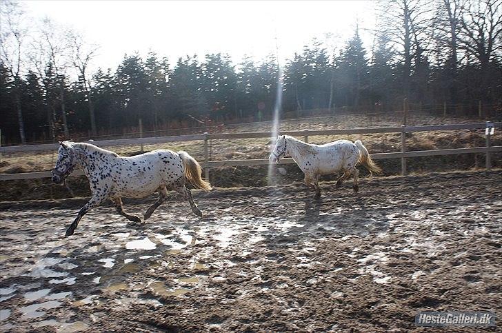 Knabstrupper Dina<3 - Dina og Dolly<3 billede 9