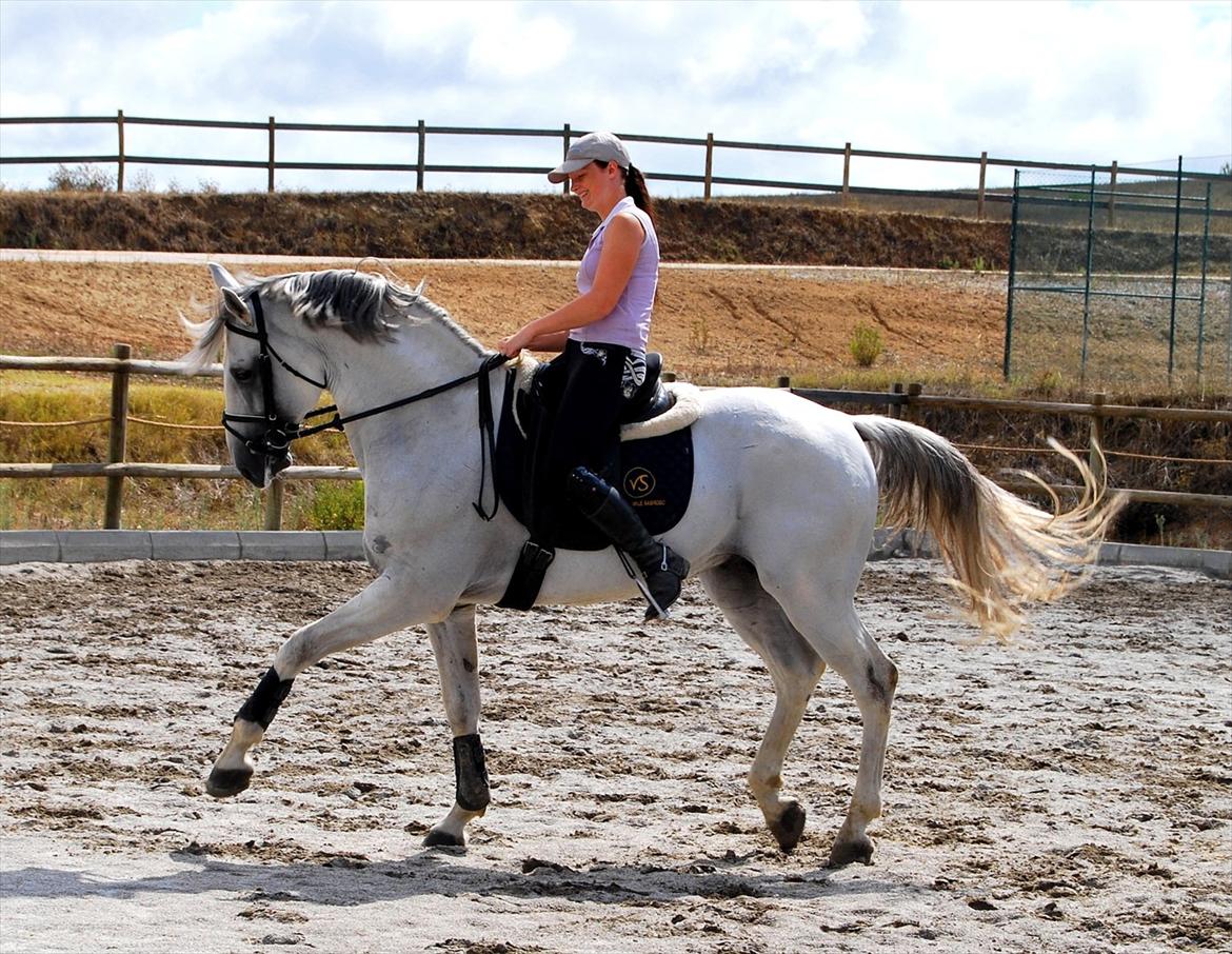 Lusitano Quarteio - AVLSHINGST billede 13
