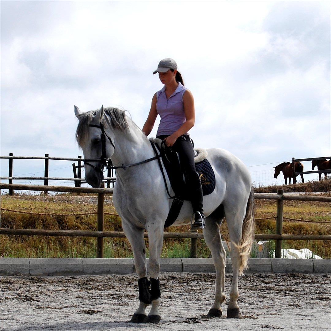 Lusitano Quarteio - AVLSHINGST billede 15