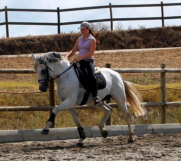 Lusitano Quarteio - AVLSHINGST billede 16